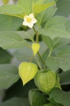Lampion flower (Physalis alkekengi), flowering, fruit stand, Germany