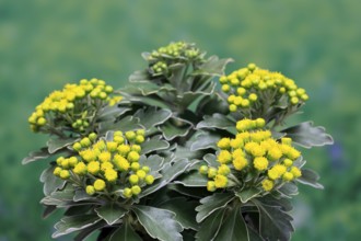 Gold-and-silver chrysanthemum (Chrysanthemum pacificum), flowering, Germany
