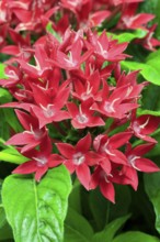 Pentas lanceolata, flowering, Germany