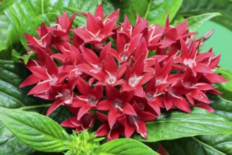 Pentas lanceolata, flowering, Germany