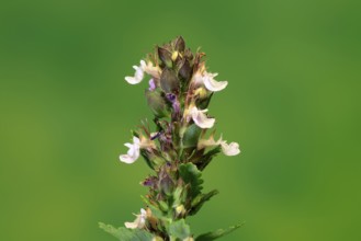 Edel-Gamander (Teucrium chamaedrys), flowering, Germany