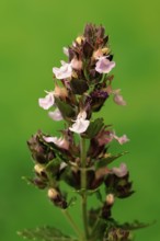 Edel-Gamander (Teucrium chamaedrys), flowering, Germany