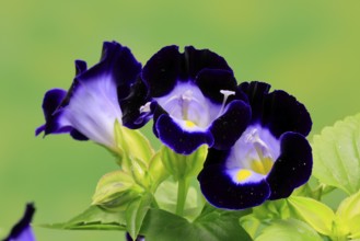 Fournier's torenia (Torenia fournieri), flowering, Germany