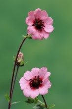 Dark crimson cinquefoil (Potentilla atrosanguinea), flowering, Germany