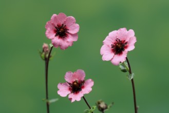 Dark crimson cinquefoil (Potentilla atrosanguinea), flowering, Germany