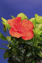 Chinese hibiscus (Hibiscus rosa-sinensis), flowering, Germany