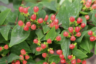 St John's wort (Hypericum androsaemum), man's blood, fruits, Germany
