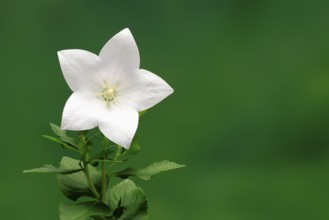 Balloon flower (Platycodon grandiflorus), flowering, Germany