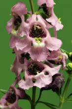 Angelonia (Angelonia angustifolia), flowering, Germany