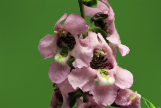 Angelonia (Angelonia angustifolia), flowering, Germany