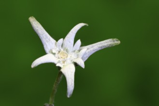 Alpine edelweiss (Leontopodium alpinum), Leontopodium nivale subsp. alpinum), flowering, Germany