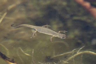 Smooth or Common newt (Lissotriton vulgaris) adult amphibian swimming in a pond, England, United