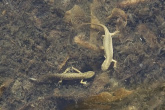 Smooth or Common newt (Lissotriton vulgaris) adult male and female amphibians in a pond, England,