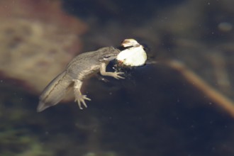 Smooth or Common newt (Lissotriton vulgaris) adult amphibian coming up to breath air on the water
