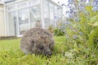 European hedgehog (Erinaceus europaeus) adult animal on a garden grass lawn with an urban house in
