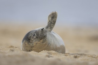 Grey seal (Halichoerus grypus) adult animal resting on a beach, Norfolk, England, United Kingdom