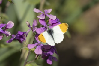 Orange tip butterfly (Anthocharis cardamines) adult male insect feeding on purple Honesty garden