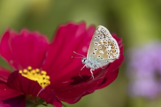 Common blue butterfly (Polyommatus icarus) adult insect on a Cosmos garden flower in summer,