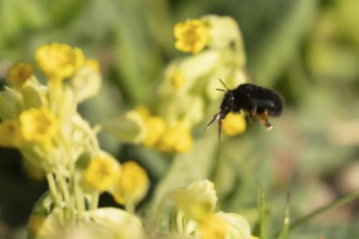 Ashy mining bee (Andrena cineraria) adult insect flying towards a Cowslip flower in spring,