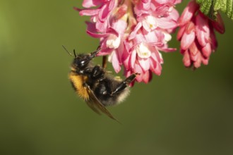 Buff tailed bumblebee (Bombus terrestris) adult bee insect feeding on Ribes King Edward VII