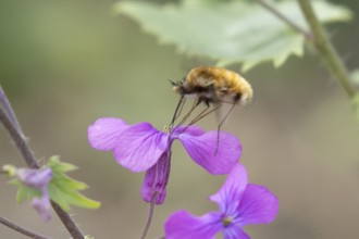 Bee fly (Bombylius major) adult insect feeding on Honesty flowers in spring, England, United