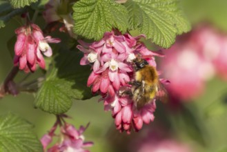 Common carder bumblebee (Bombus pascuorum) adult bee insect feeding on Ribes King Edward VII