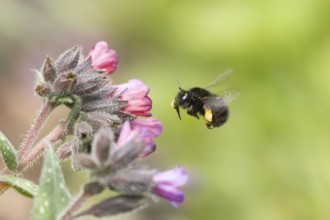 Ashy mining bee (Andrena cineraria) adult insect flying towards a garden flower in spring, England,