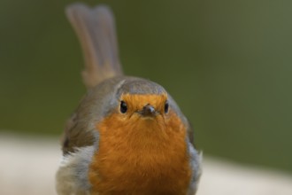 European robin (Erithacus rubecula) adult garden bird head portrait, England, United Kingdom