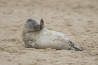 Grey seal (Halichoerus grypus) adult animal resting on a sandy beach, Norfolk, England, United