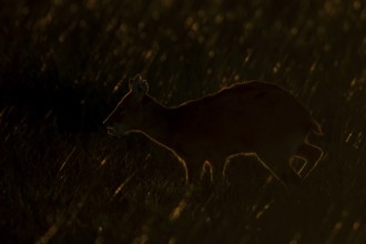 Chinese water deer (Hydropotes inermis) silhouette of an adult animal backlite in a fenland field