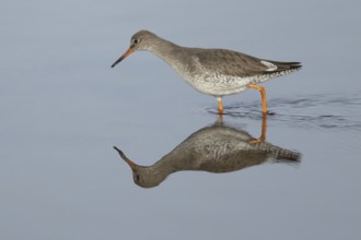 Common redshank (Tringa totanus) adult wading bird in water of a coastal lagoon, England, United
