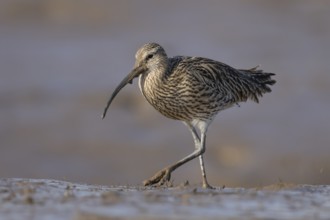 Eurasian curlew (Numenius arquata) adult wading bird walking on a mudflat, England, United Kingdom