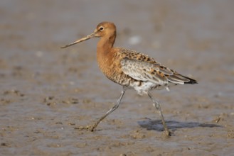 Black tailed godwit (Limosa limosa) adult male wading bird in summer plumage on a coastal mudflat,