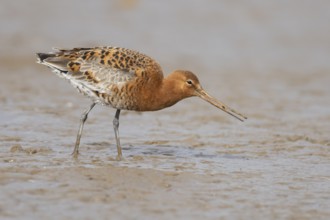 Black tailed godwit (Limosa limosa) adult male wading bird in summer plumage feeding on a coastal