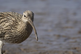 Eurasian curlew (Numenius arquata) adult wading bird searching for food on a mudflat, England,