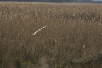 Barn owl (Tyto alba) adult bird in flight hunting over marshland, England, United Kingdom