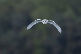 Barn owl (Tyto alba) adult bird flying, England, United Kingdom