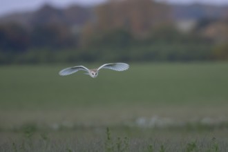 Barn owl (Tyto alba) adult bird in flight hunting over countryside, England, United Kingdom