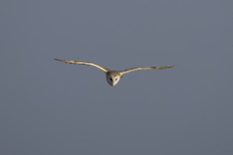 Barn owl (Tyto alba) adult bird in flight, England, United Kingdom