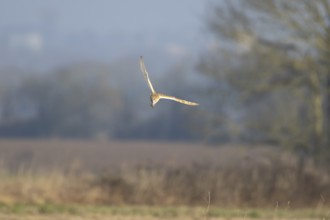 Barn owl (Tyto alba) adult bird in flight hunting in the countryside, England, United Kingdom
