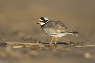 Ringed plover (Charadrius hiaticula) adult wading bird on a beach, England, United Kingdom