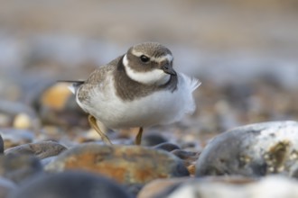 Ringed plover (Charadrius hiaticula) juvenile wading bird on a beach, England, United Kingdom