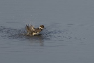 Little ringed plover (Charadrius dubius) adult wading bird bathing in water of a shallow coastal