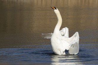 Mute swan (Cygnus olor) adult bird flapping its wings on the water surface of a lake, England,