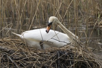 Mute swan (Cygnus olor) adult bird building its nest in the springtime, England, United Kingdom