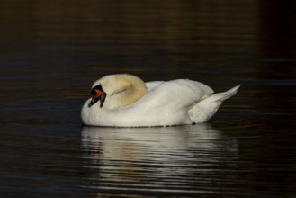 Mute swan (Cygnus olor) adult bird preening on a lake, England, United Kingdom