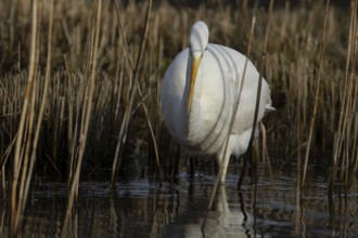 Great white egret (Ardea alba) adult bird in water on the edge of a reedbed, England, United