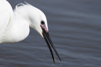 Little egret (Egretta garzetta) adult bird head portrait, England, United Kingdom