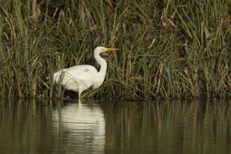 Great white egret (Ardea alba) adult bird in standing on the edge of a reedbed by a lake, England,