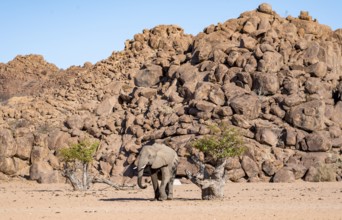 African elephant (Loxodonta africana), desert elephant, near the Hoanib River, Damaraland, Kunene